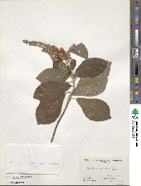 Clethra tomentosa image