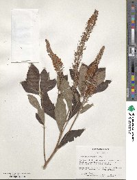 Clethra tomentosa image