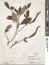 Clethra tomentosa image