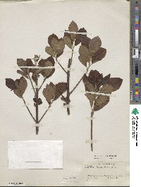 Clethra tomentosa image