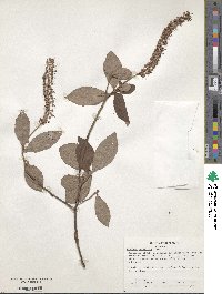 Clethra tomentosa image