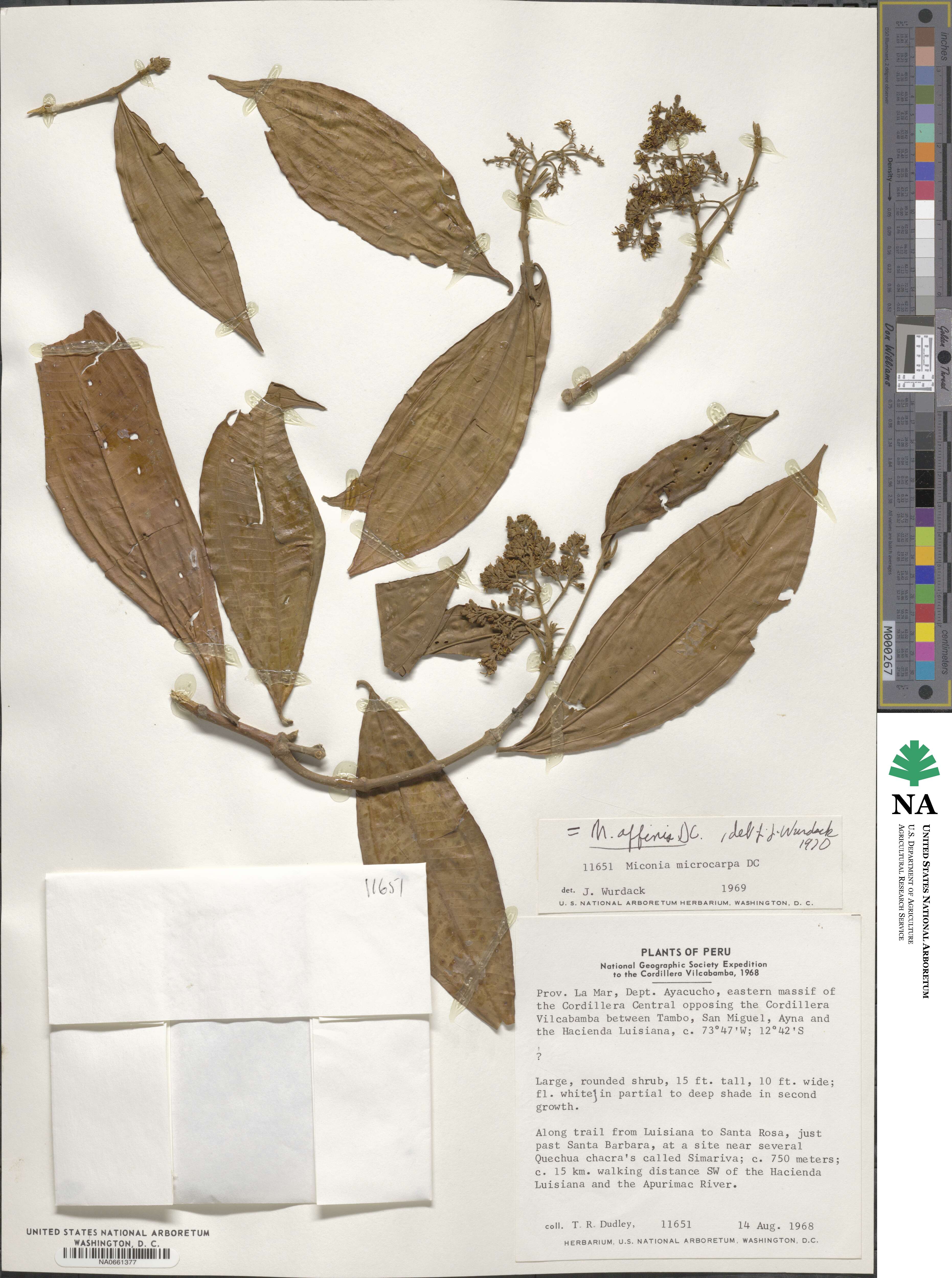 Miconia affinis image