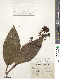 Image of Miconia aponeura