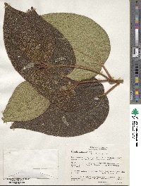 Miconia aeruginosa image