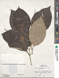 Miconia aulocalyx image