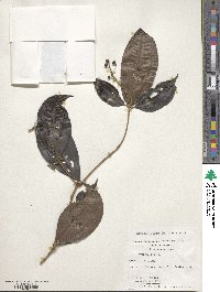 Image of Miconia aurea