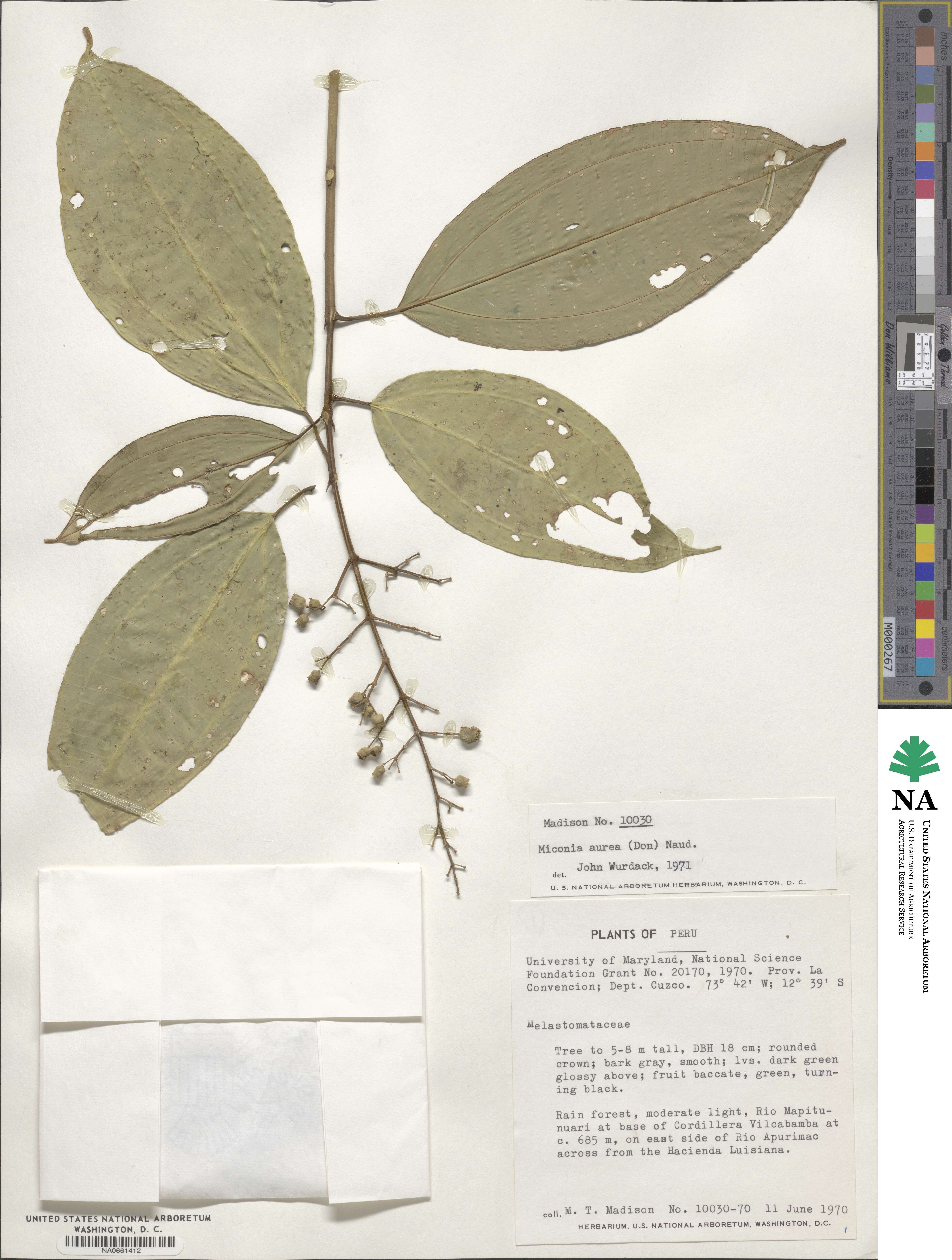 Miconia aurea image