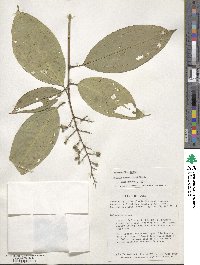 Miconia aurea image