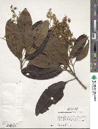 Miconia aureoides image