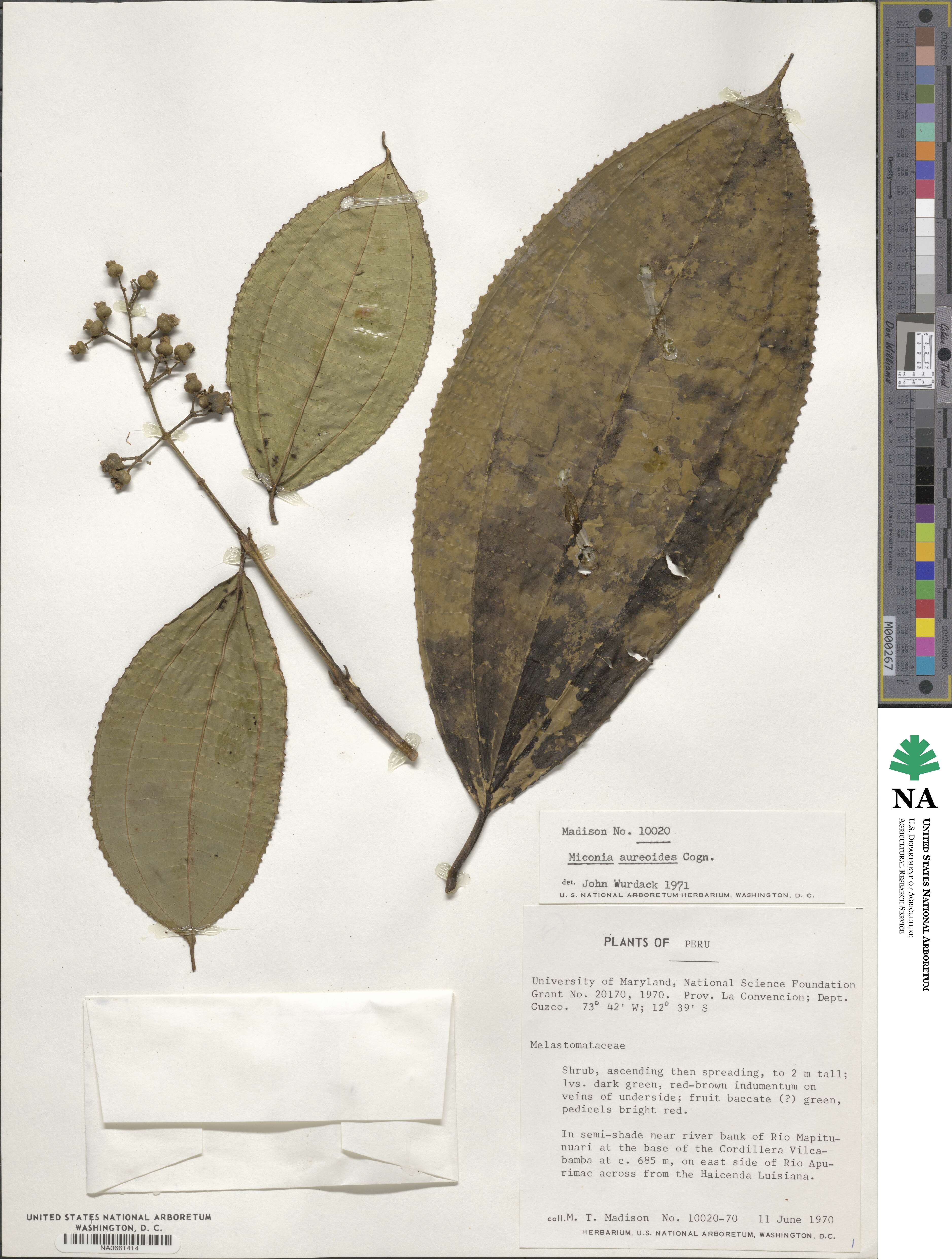 Miconia aureoides image