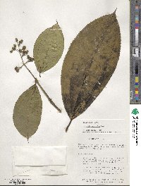 Miconia aureoides image