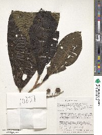 Miconia axinaeoides image