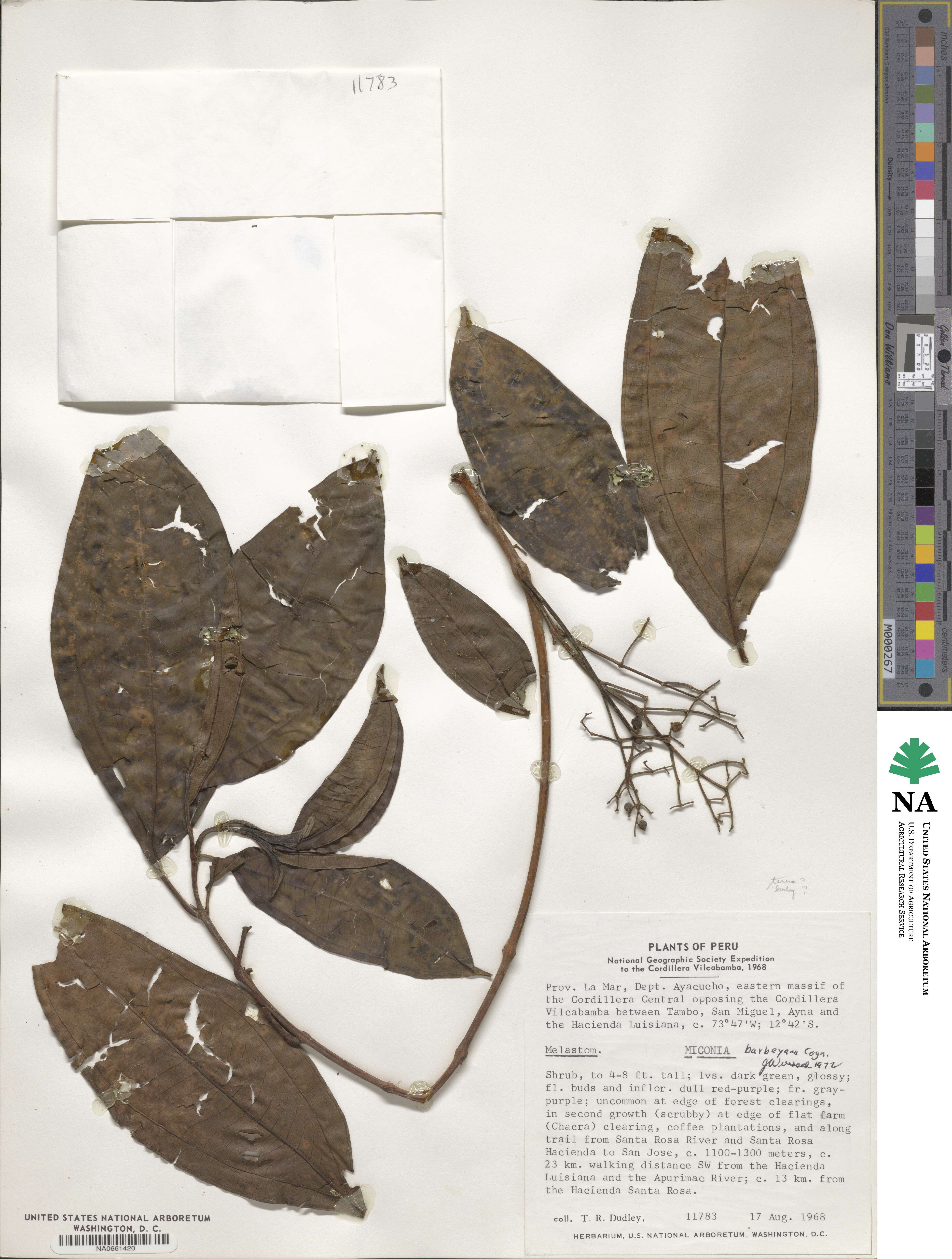 Miconia barbeyana image