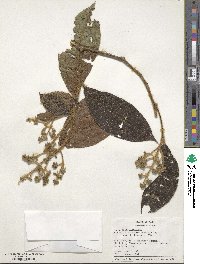 Miconia barbinervis image