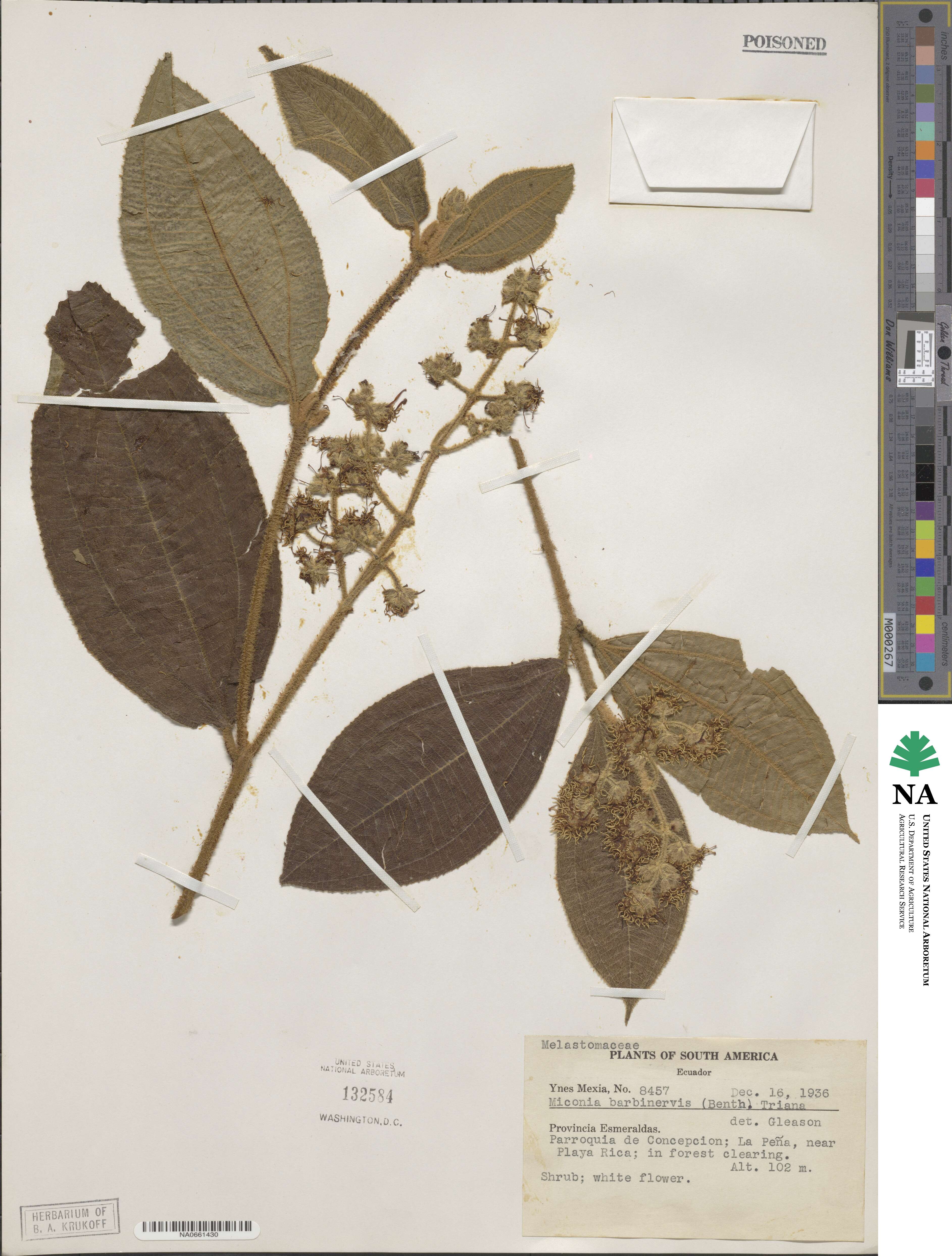 Miconia barbinervis image