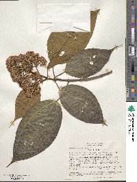 Miconia caudata image