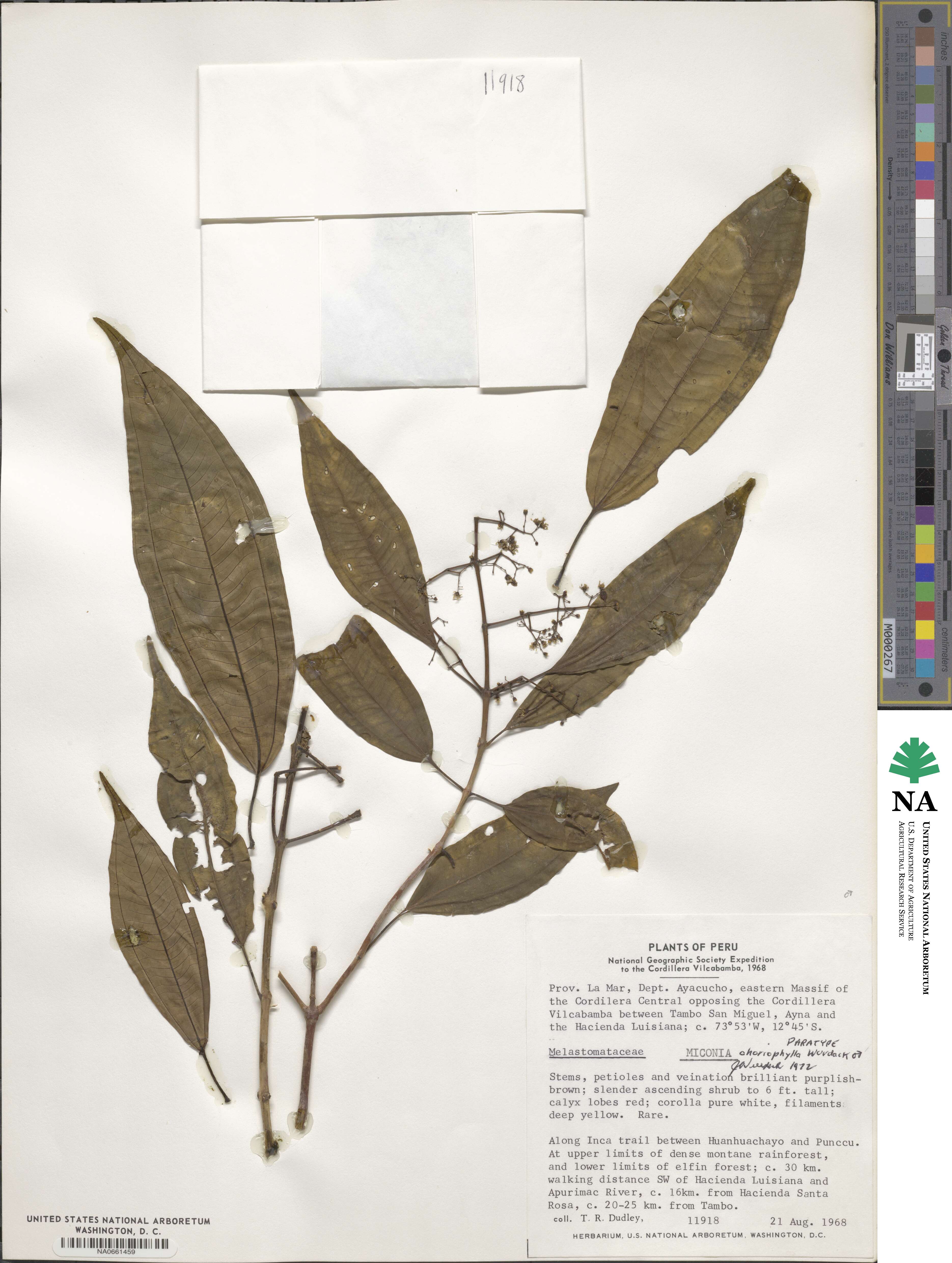 Miconia choriophylla image