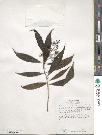 Miconia choriophylla image