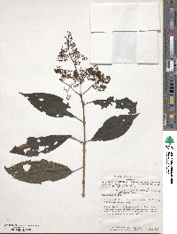 Miconia choriophylla image