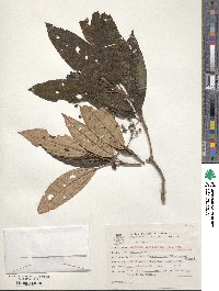 Miconia cinerascens image