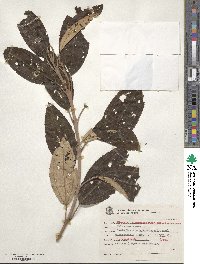 Miconia cinerascens image