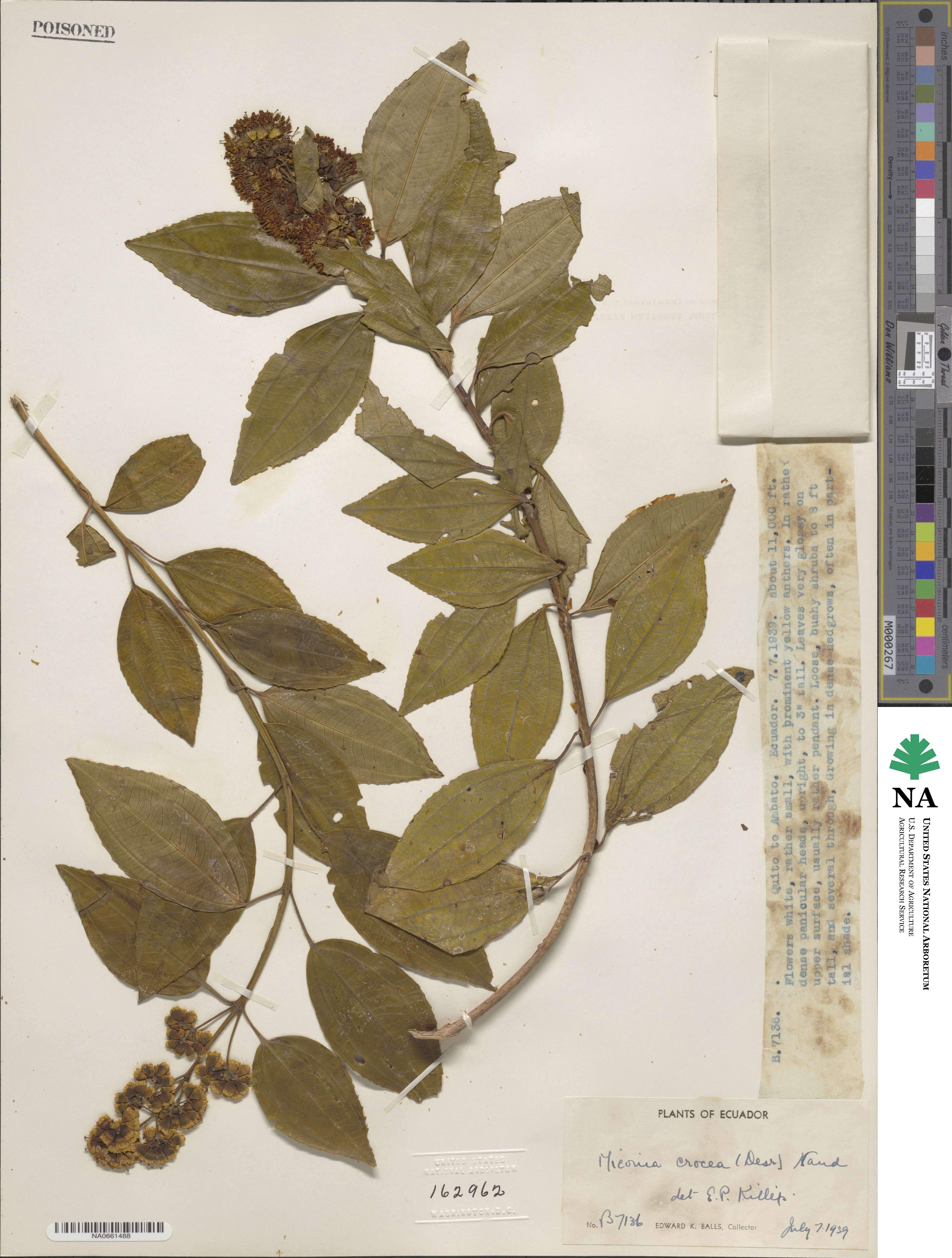 Miconia crocea image