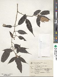 Miconia cubatanensis image