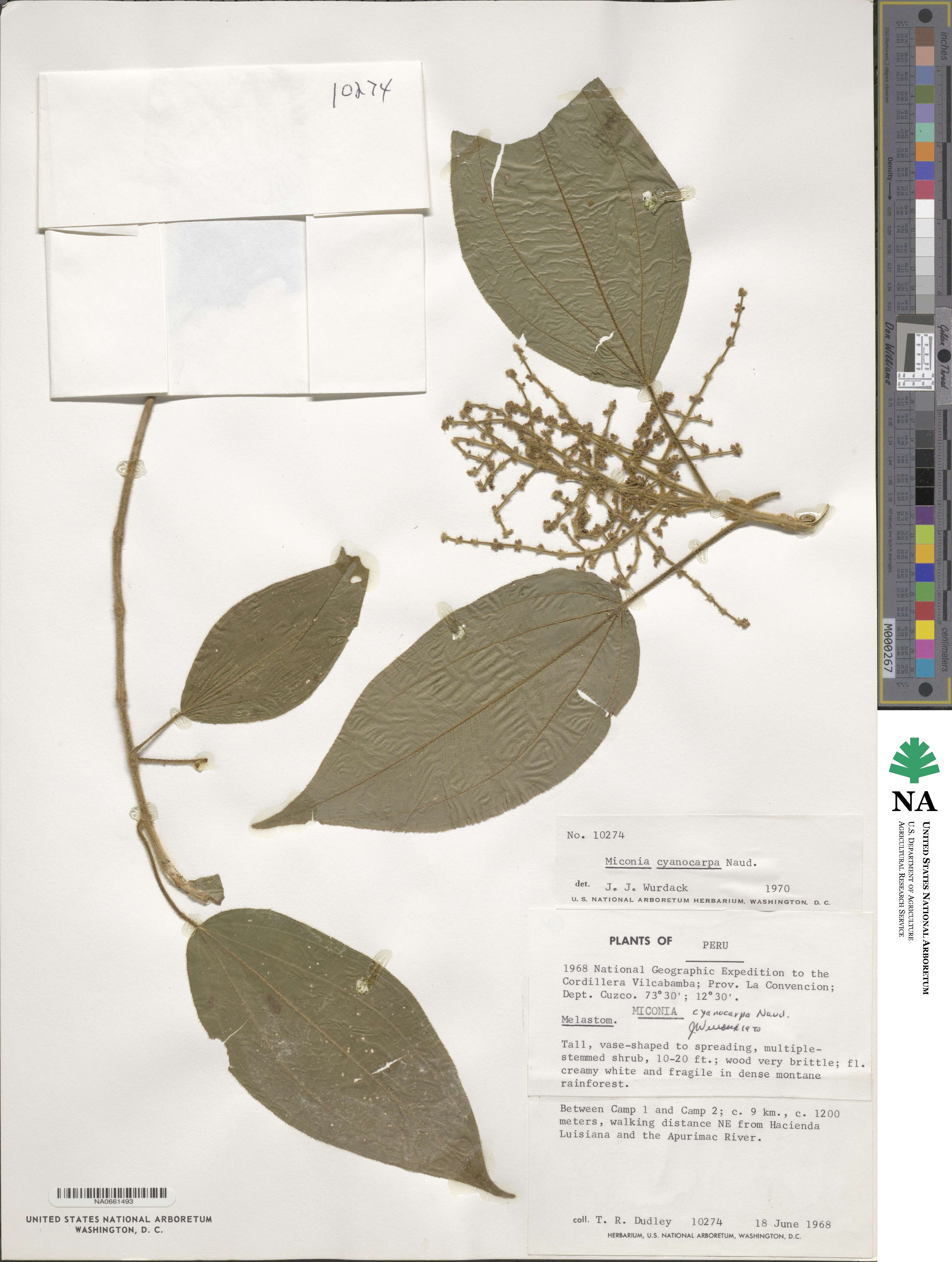 Miconia cyanocarpa image