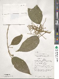 Miconia cyanocarpa image