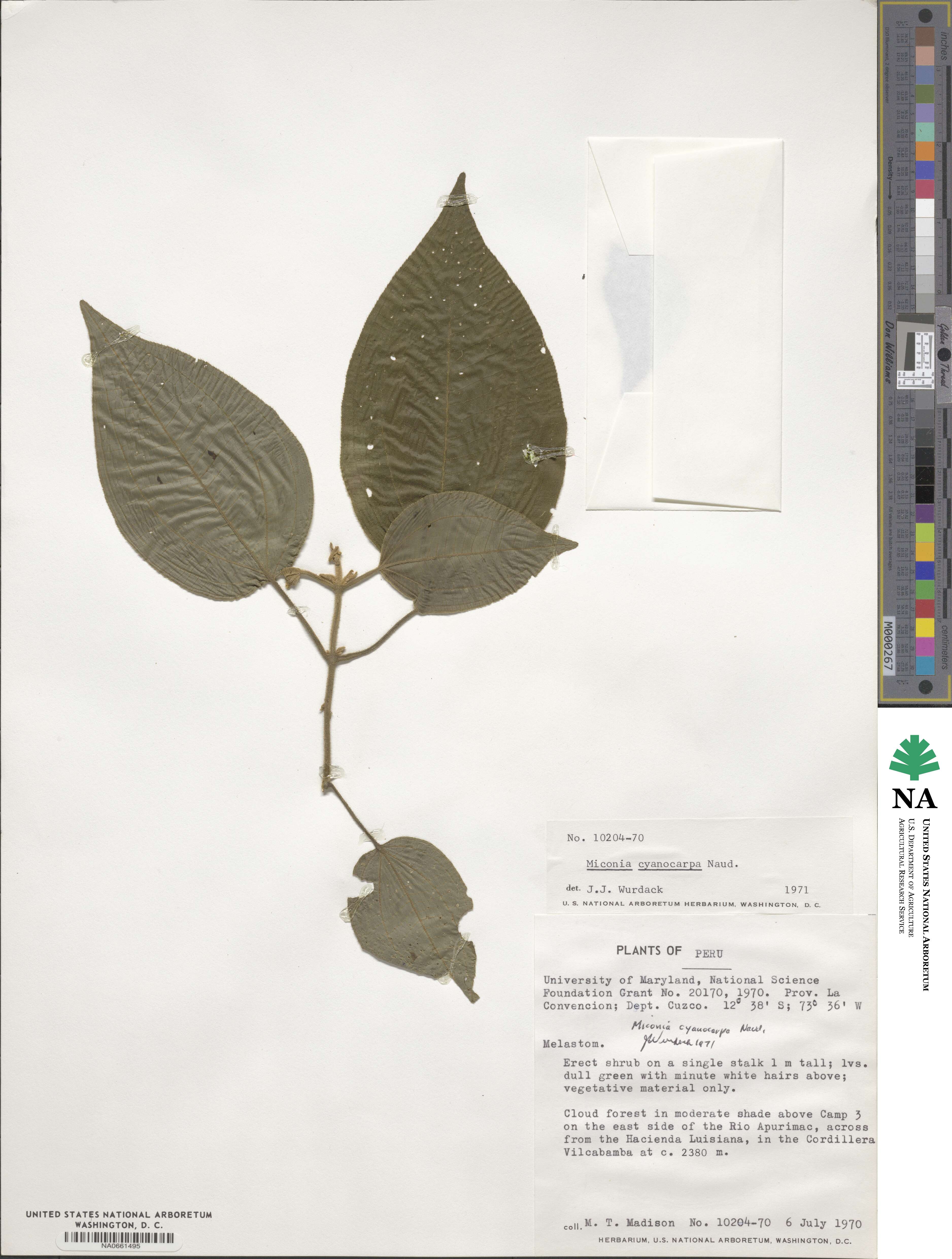 Miconia cyanocarpa image