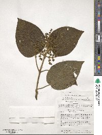 Miconia cyanocarpa image