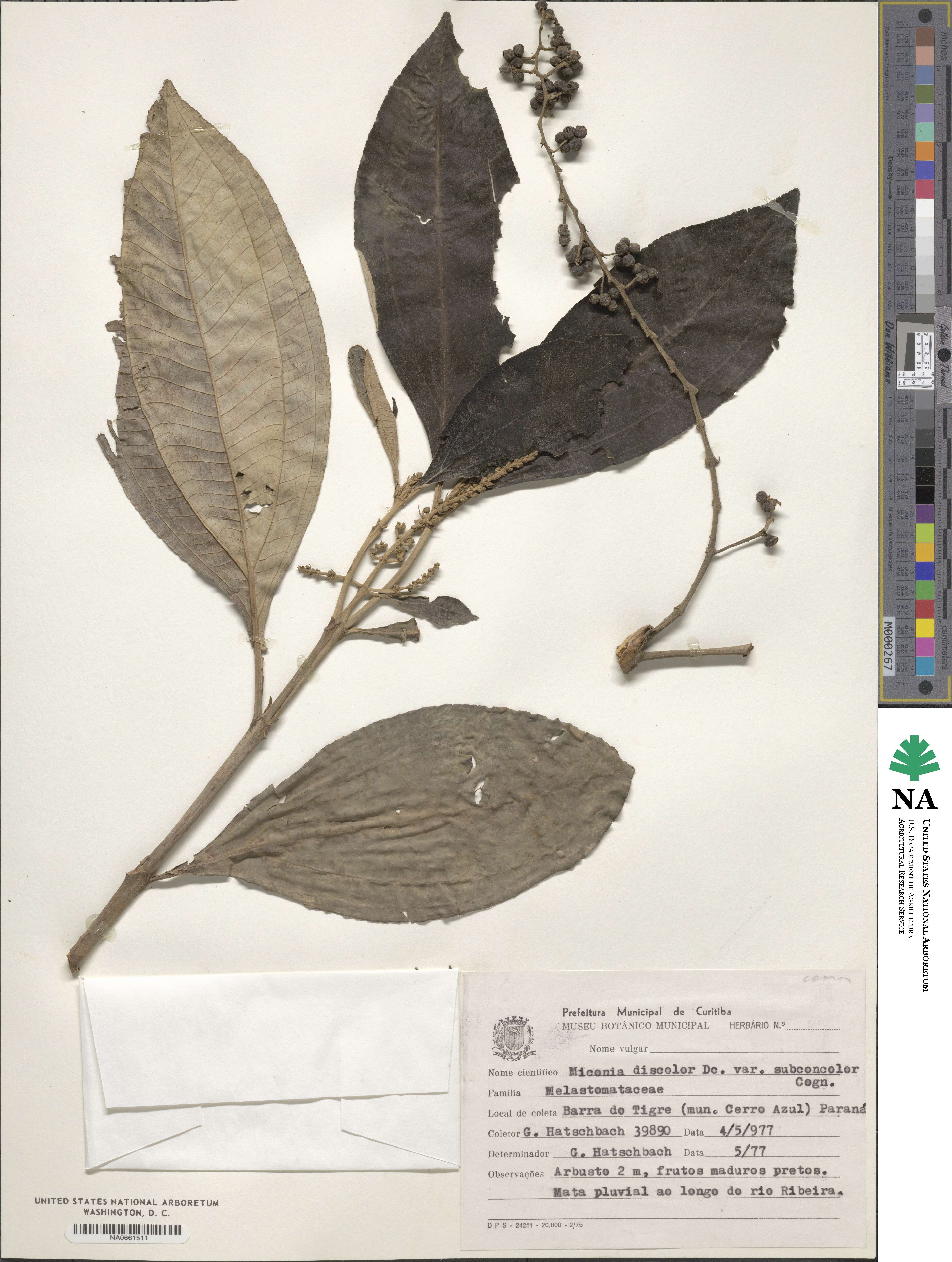 Miconia discolor var. subconcolor image