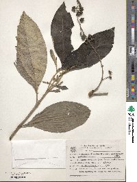 Miconia discolor var. subconcolor image