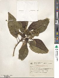 Miconia dodecandra image