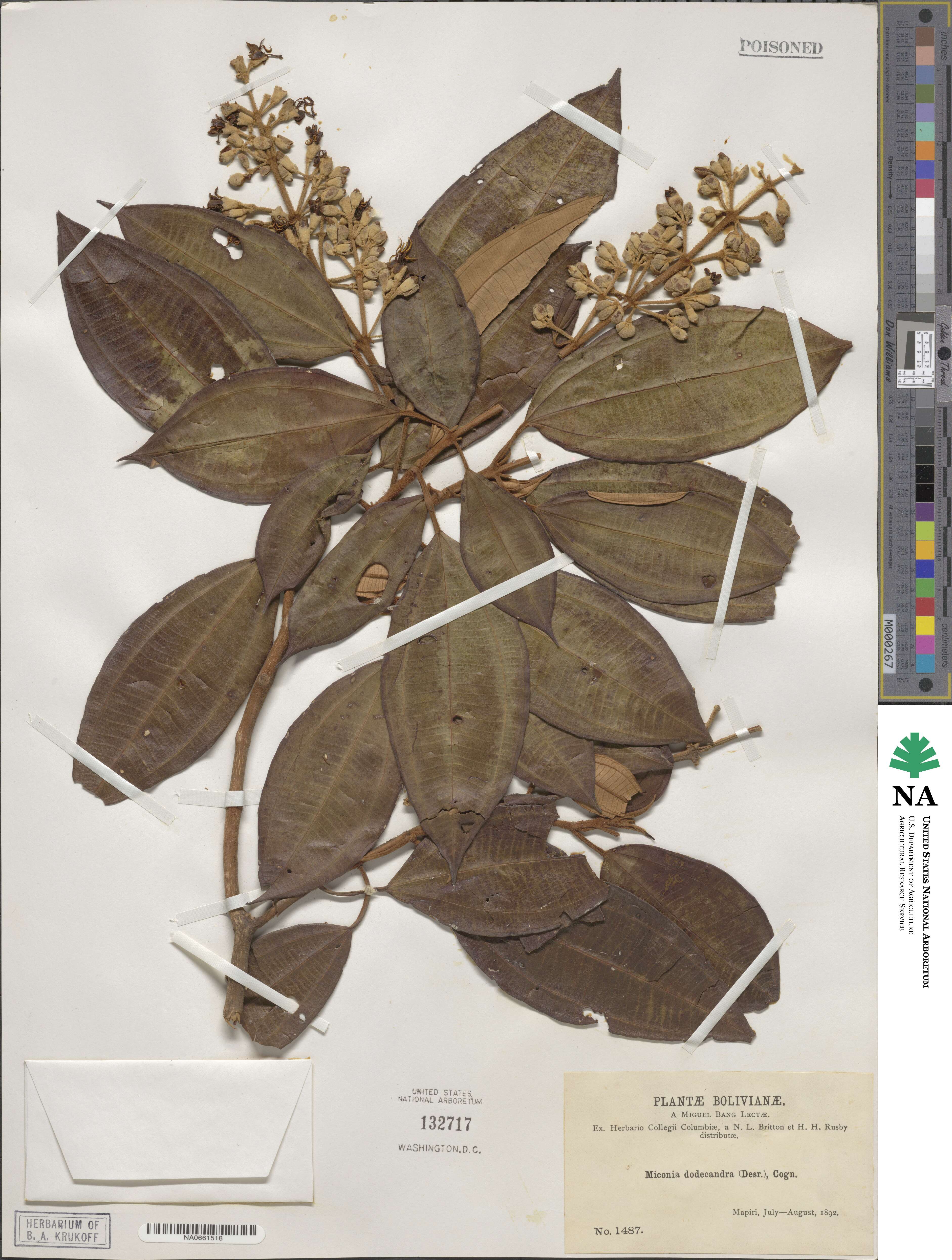 Miconia dodecandra image