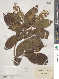 Miconia dodecandra image