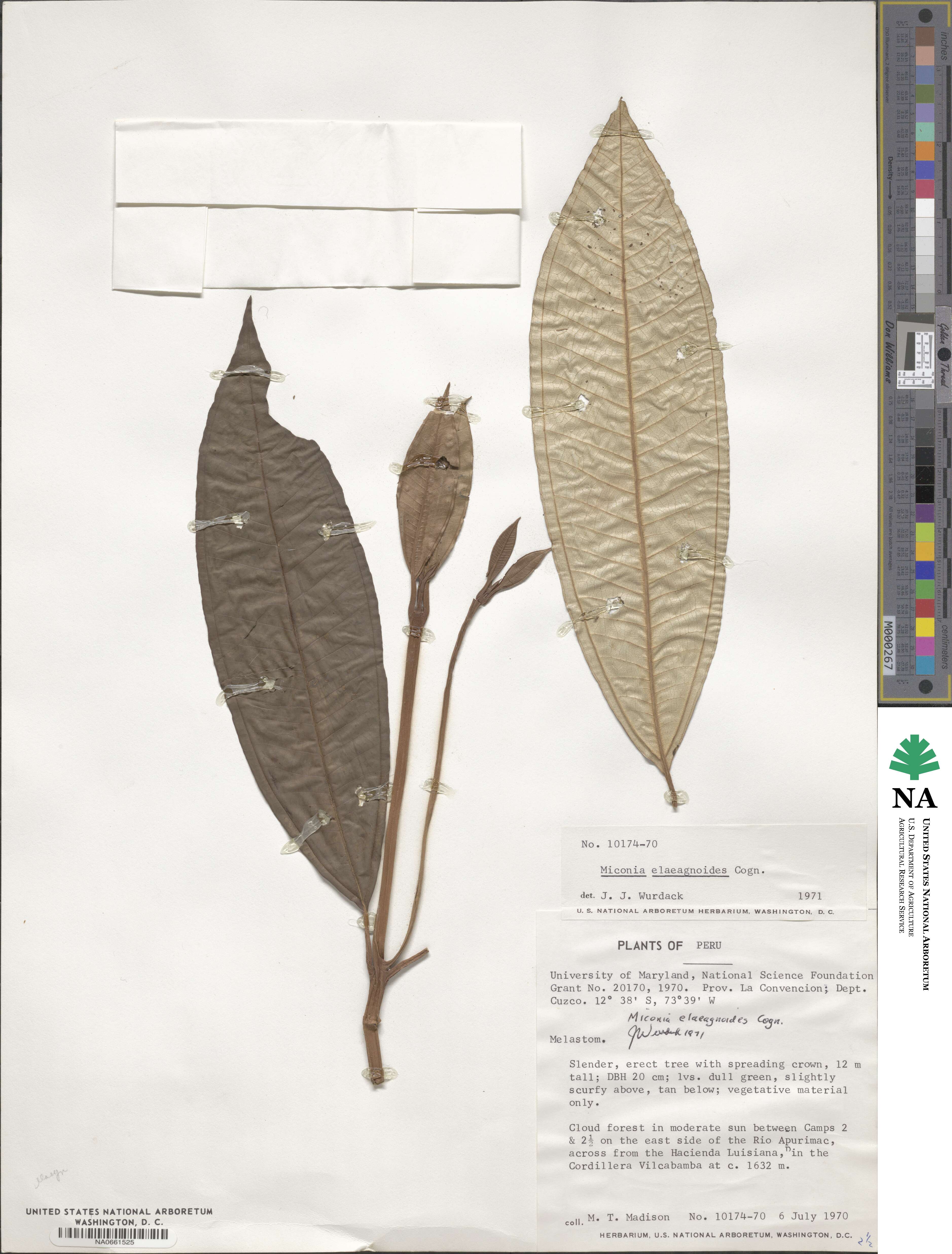 Miconia elaeagnoides image