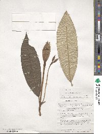 Miconia elaeagnoides image