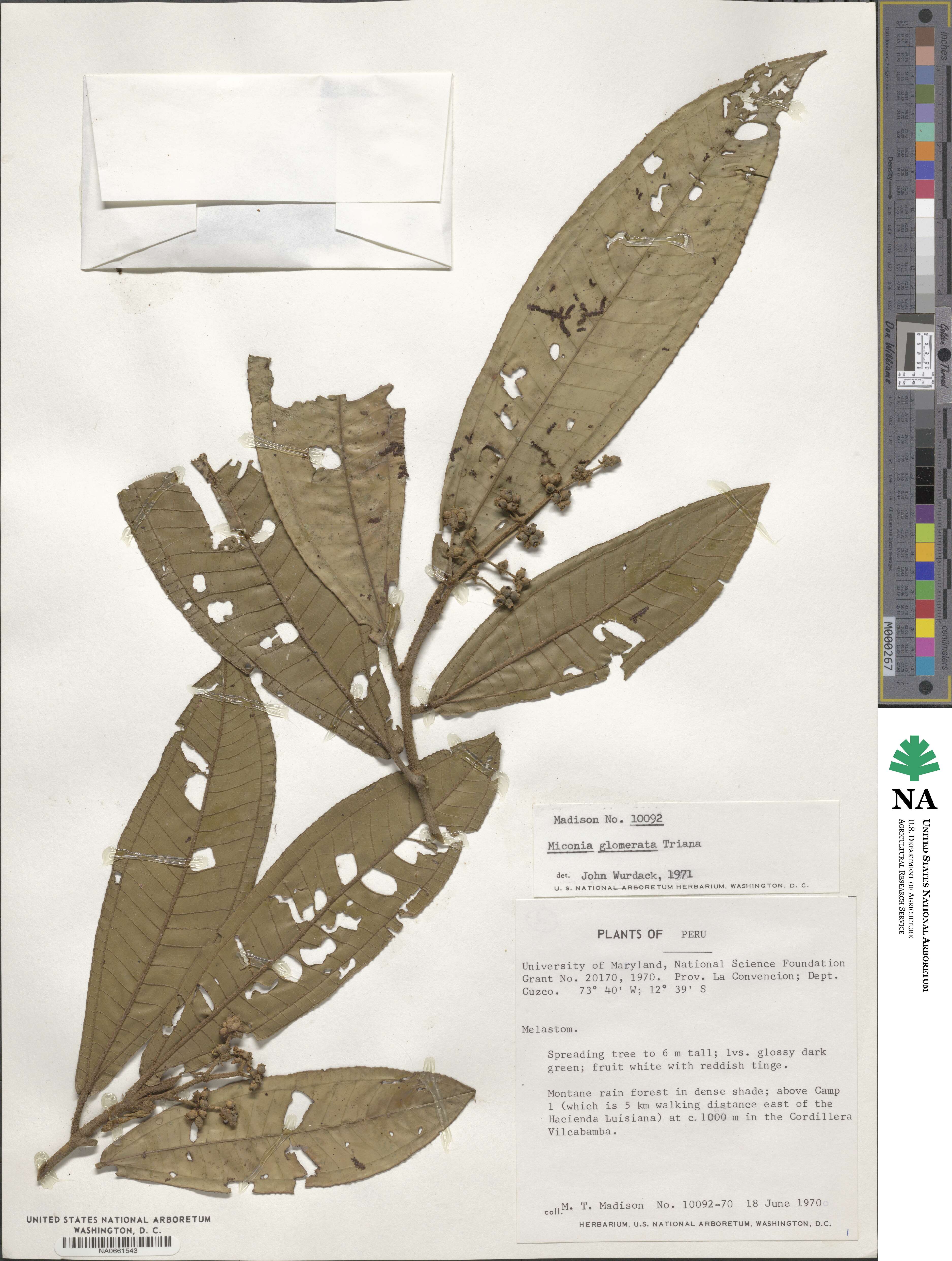 Miconia glomerata image