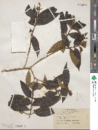 Miconia ibaguensis image