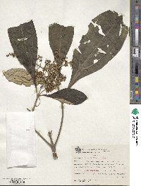 Miconia discolor image