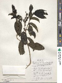 Miconia latifolia image