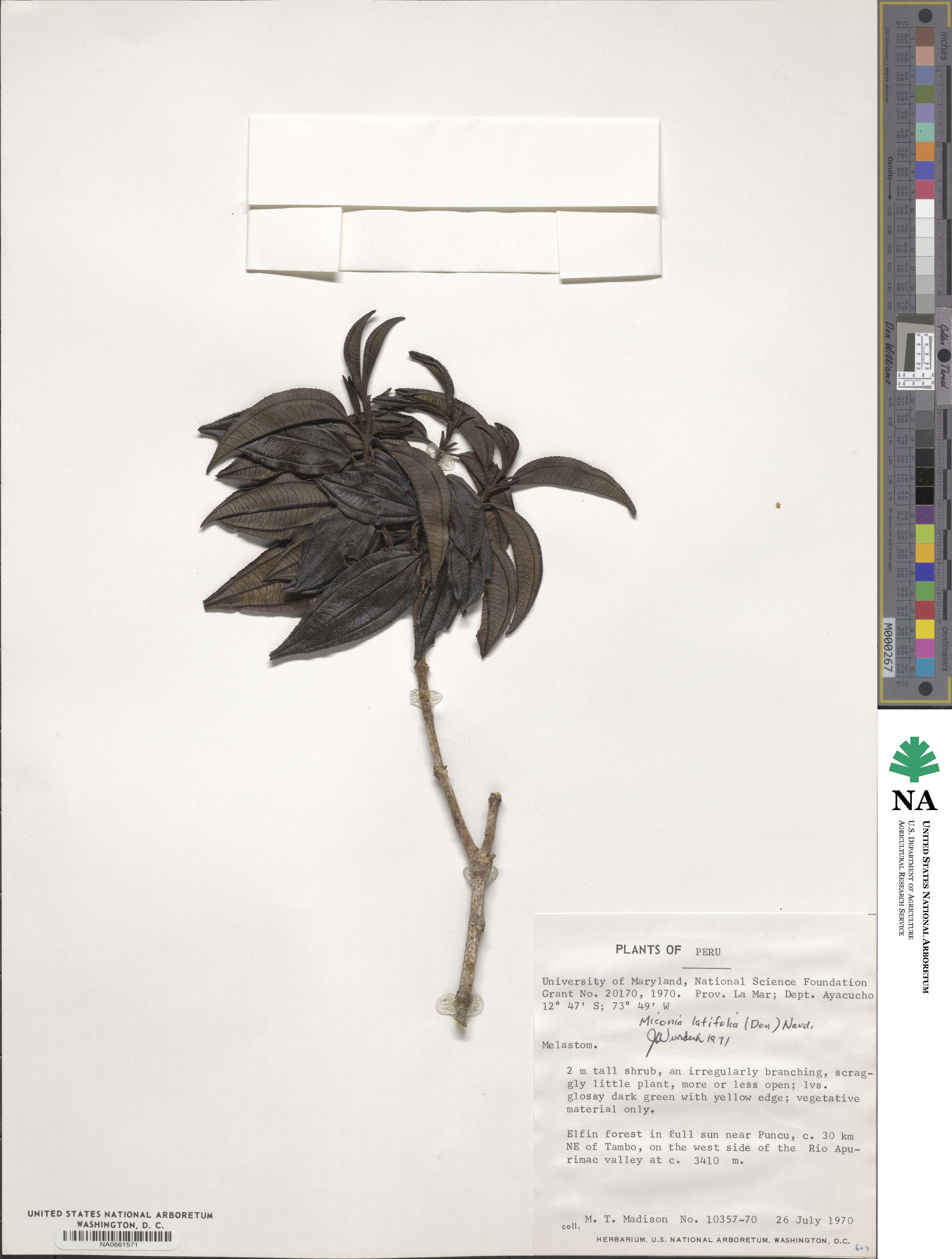 Miconia latifolia image