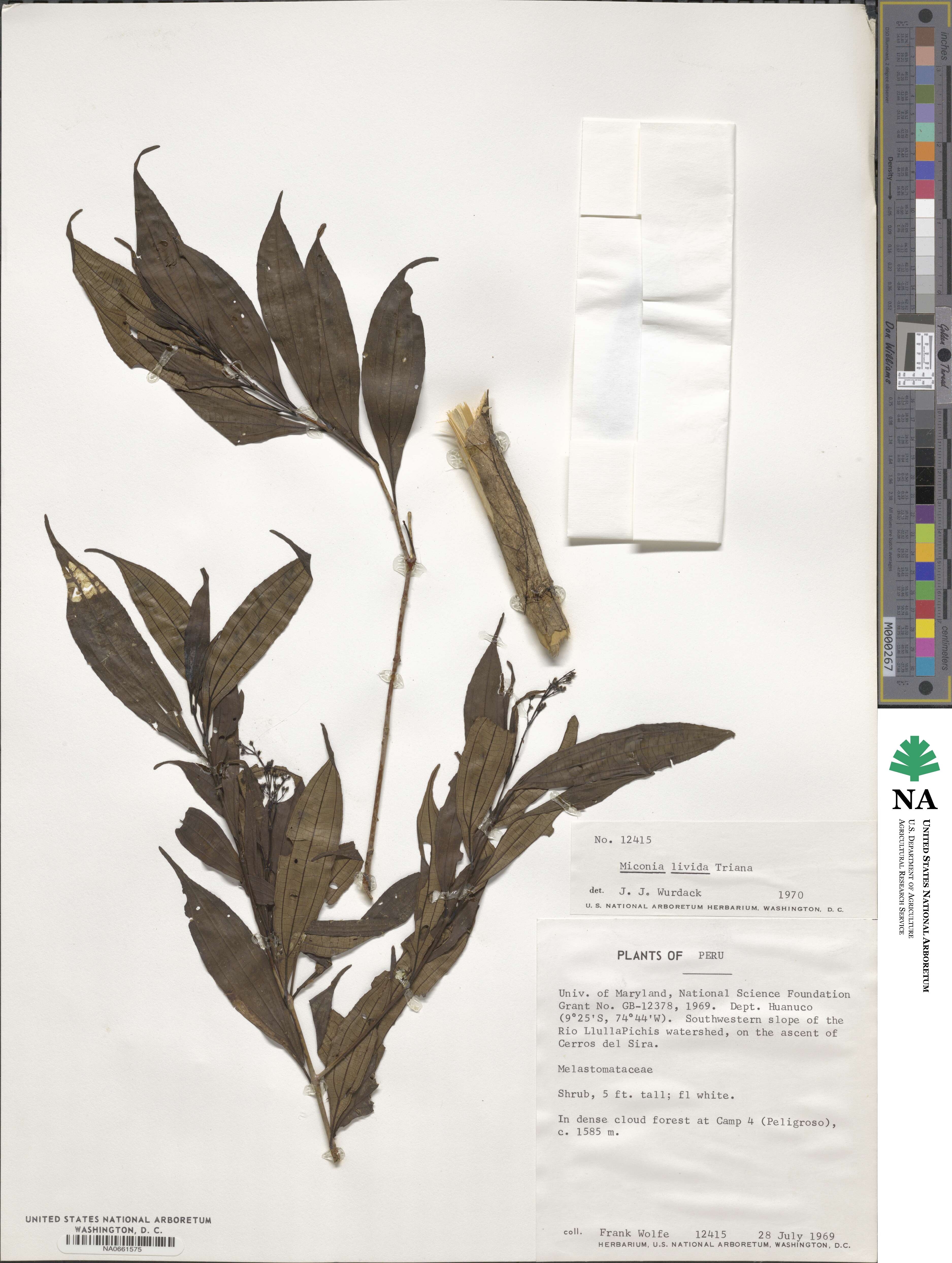 Miconia livida image