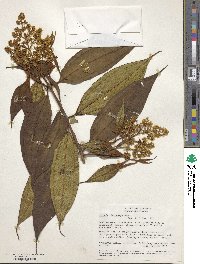 Miconia microcarpa image