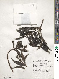 Miconia micropetala image