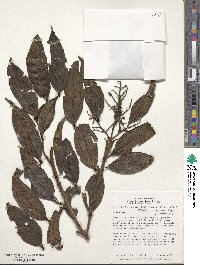 Miconia micropetala image