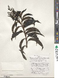 Miconia micropetala image