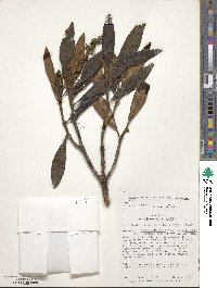 Miconia neriifolia image