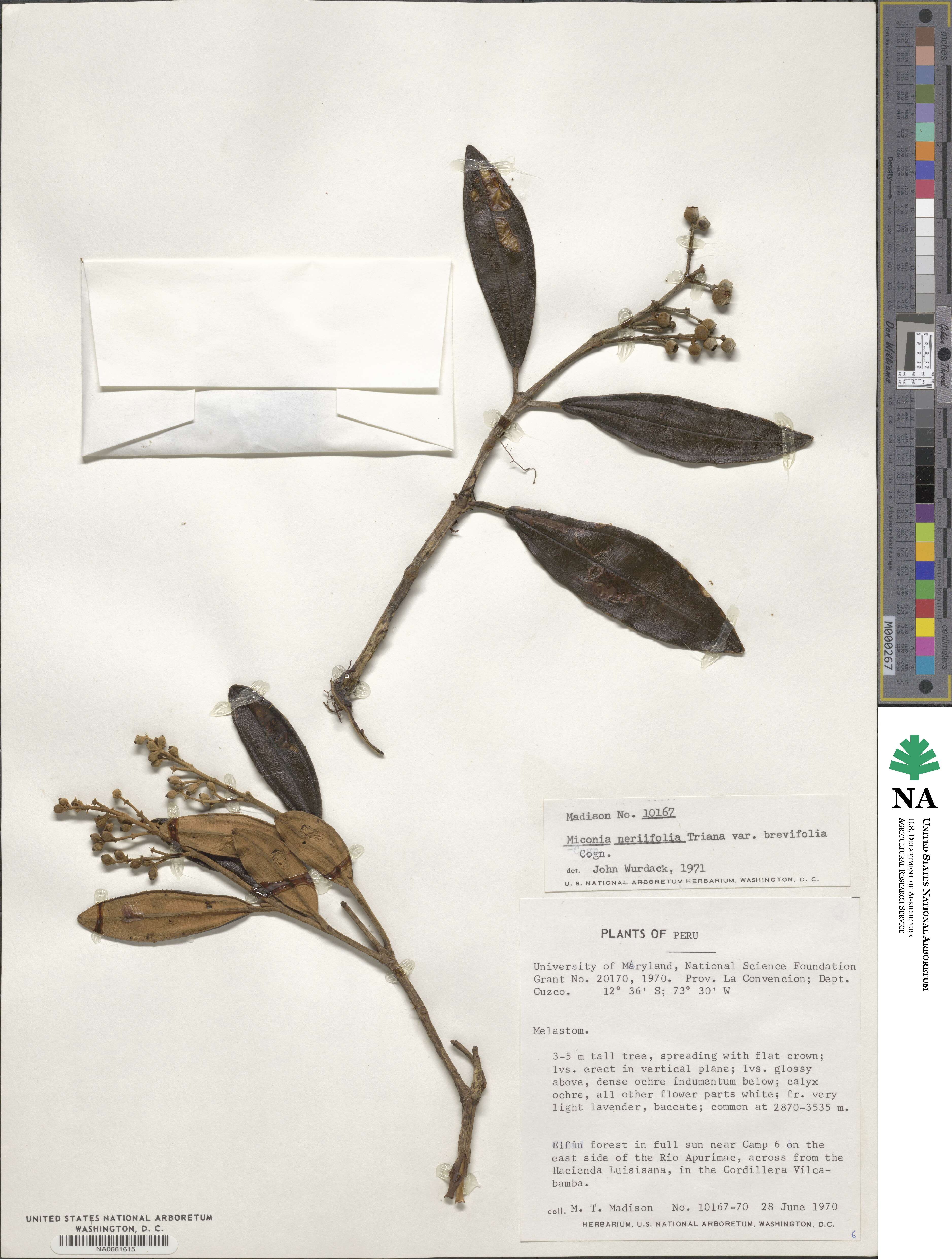 Miconia neriifolia image